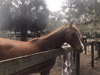 Horse gallery preview image