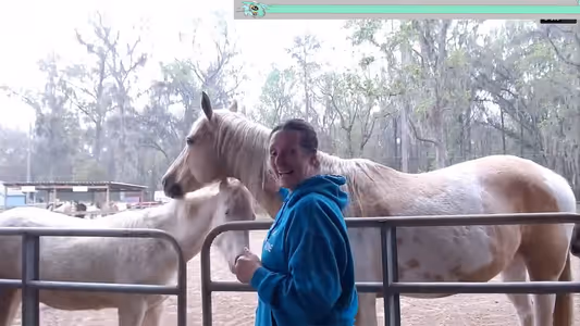 Fallen Oak Horsey Update video thumbnail
