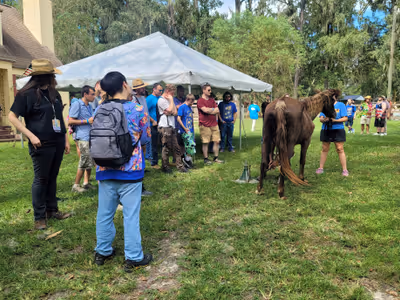 Horse gallery preview image